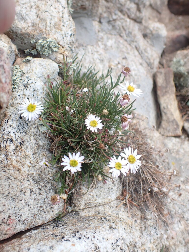 Heliograph Peak Fleabane