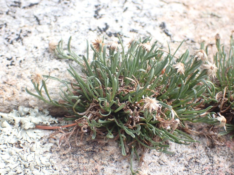 Heliograph Peak Fleabane photo 2