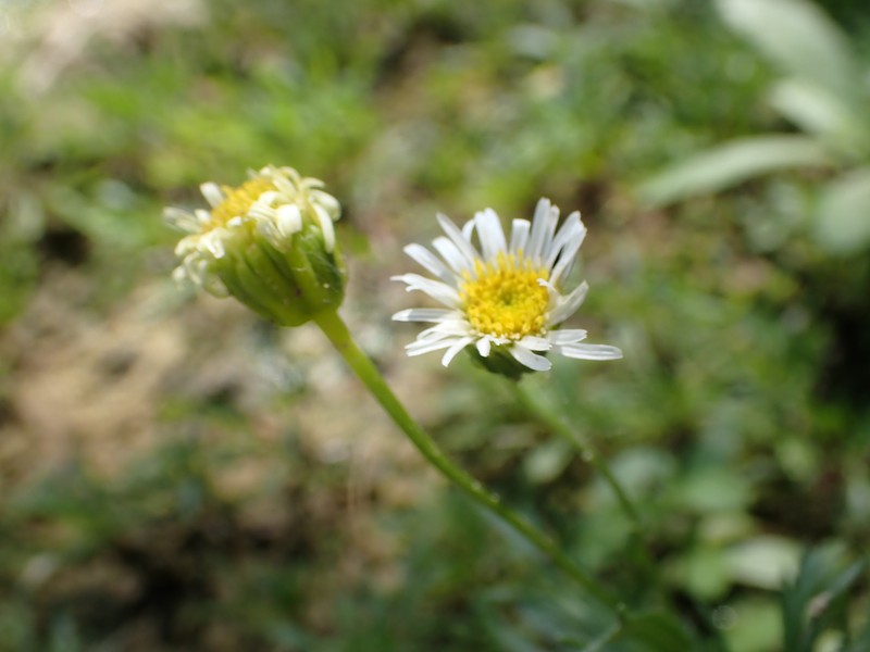 Erigeron heteromorphus photo 2