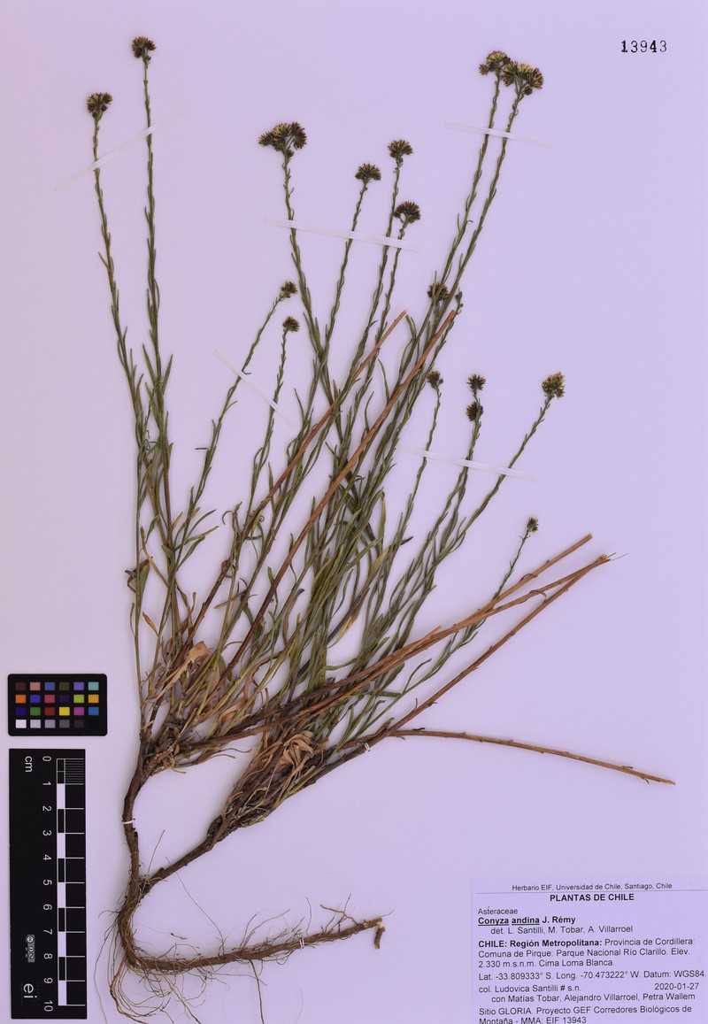 Erigeron hirtellus