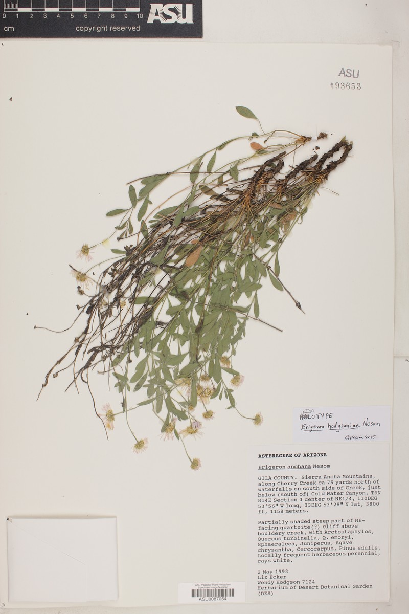 Erigeron hodgsoniae