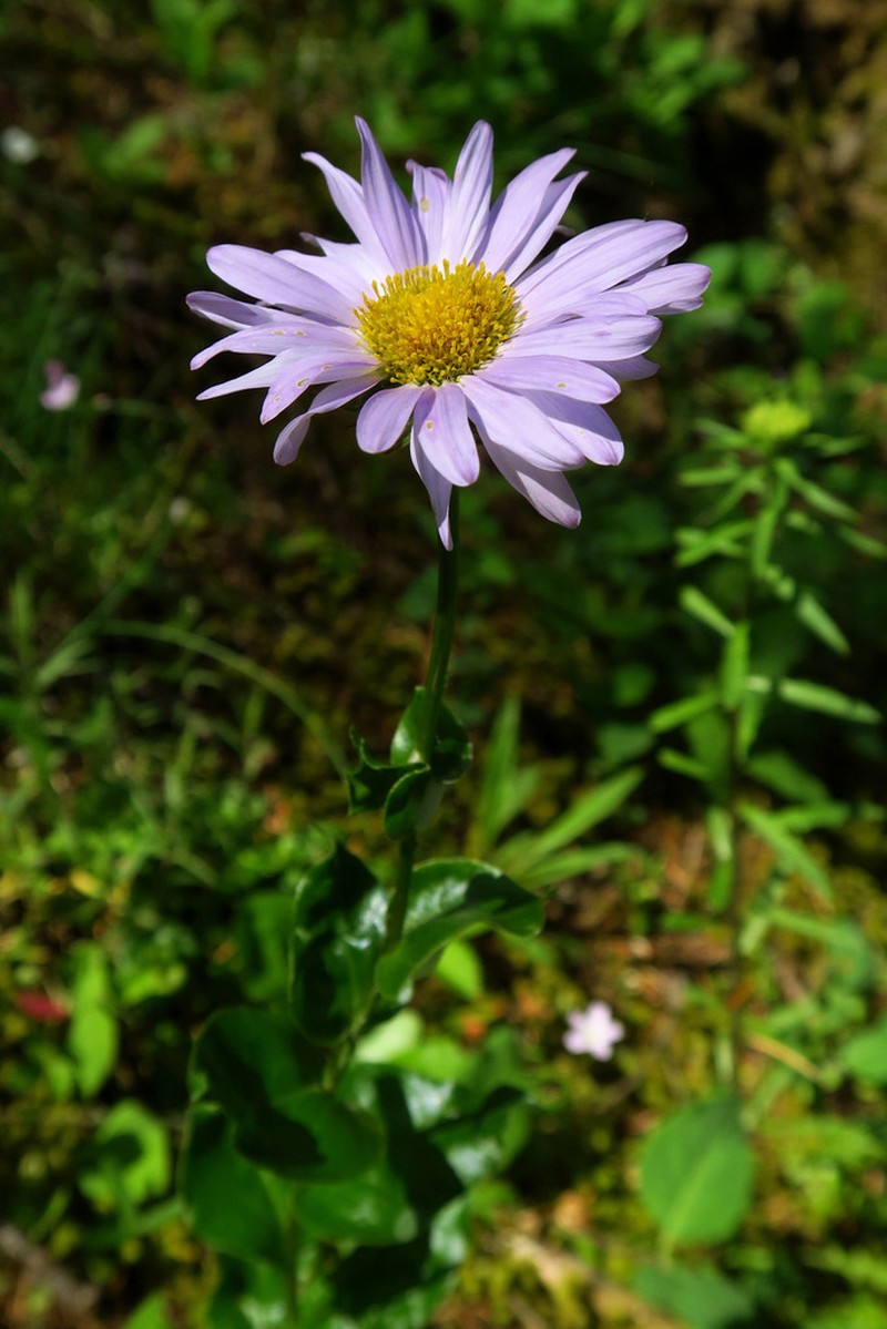 Howell's Fleabane