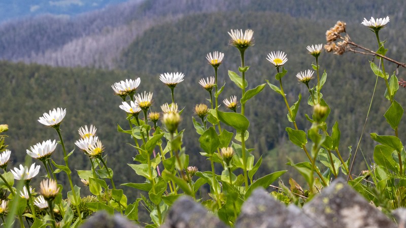 Howell's Fleabane photo 2