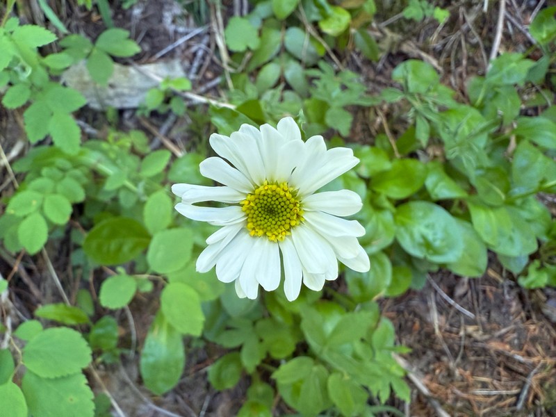 Howell's Fleabane photo 3