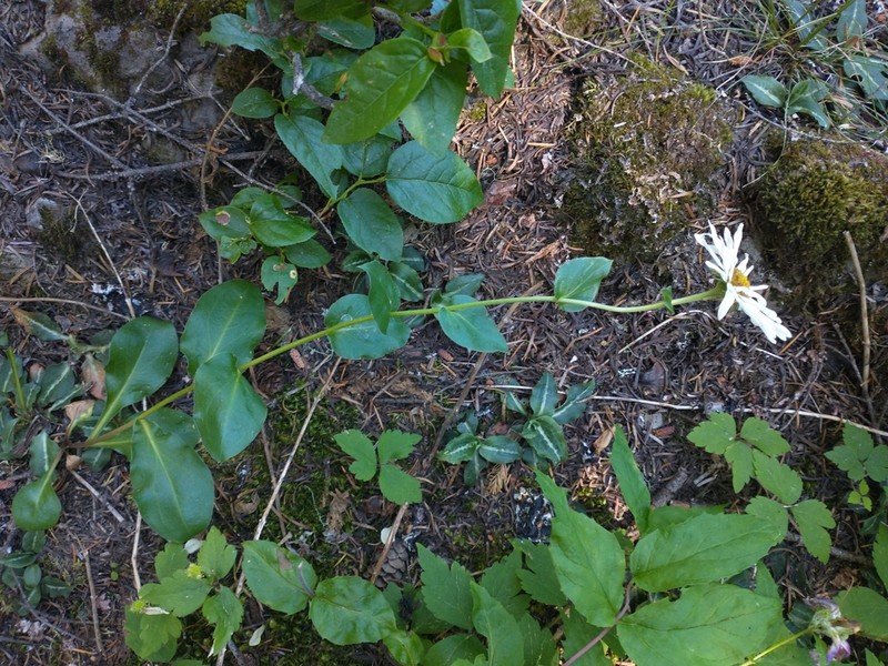 Howell's Fleabane photo 4