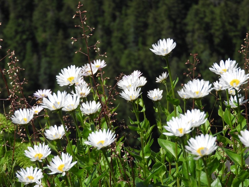 Howell's Fleabane photo 5