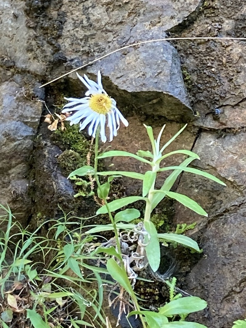 Howell's Fleabane photo 6