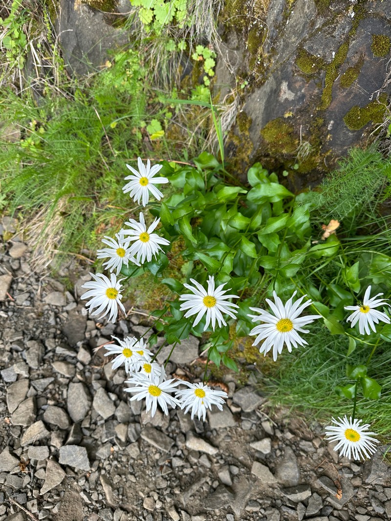 Howell's Fleabane photo 7