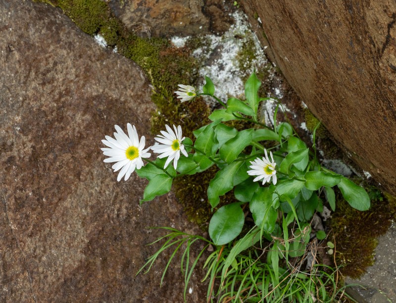 Howell's Fleabane photo 8