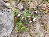 Arctic Alpine Fleabane