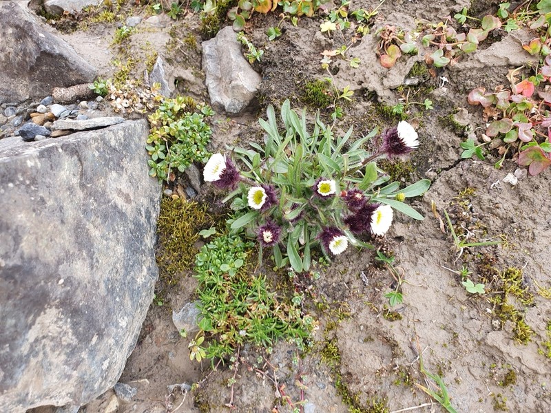 Arctic Alpine Fleabane