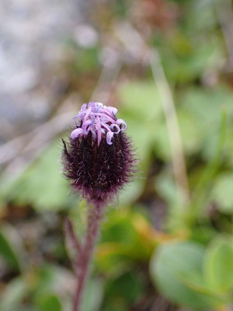 Arctic Alpine Fleabane photo 2