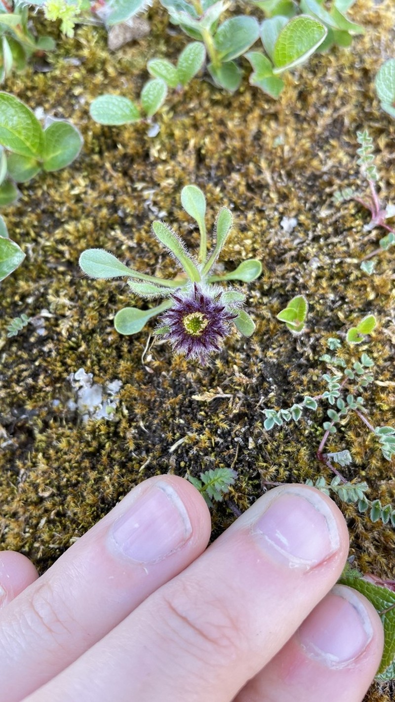 Arctic Alpine Fleabane photo 3