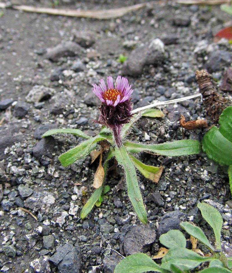 Arctic Alpine Fleabane photo 4