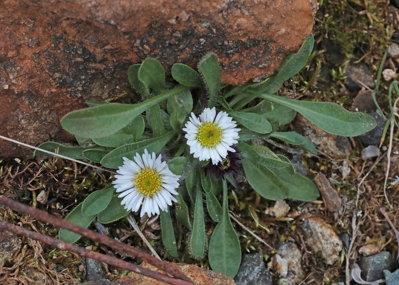 Arctic Alpine Fleabane photo 5