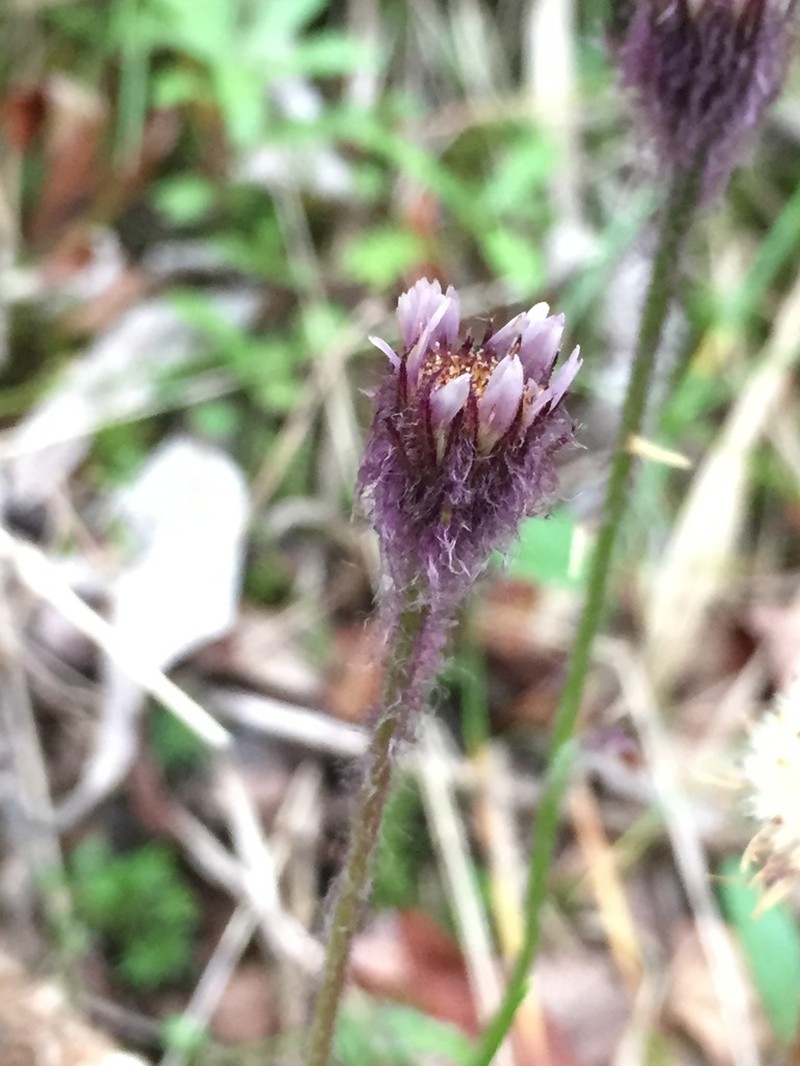 Arctic Alpine Fleabane photo 6