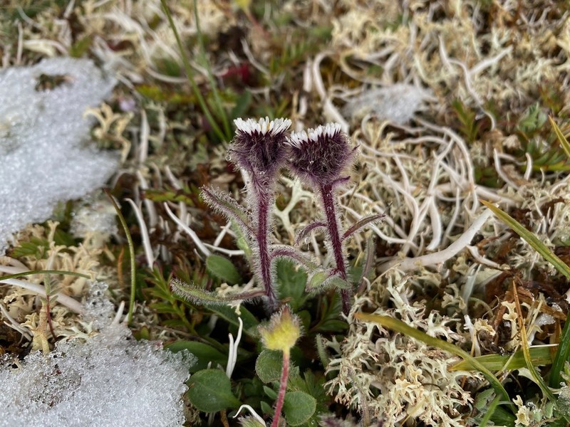 Arctic Alpine Fleabane photo 7