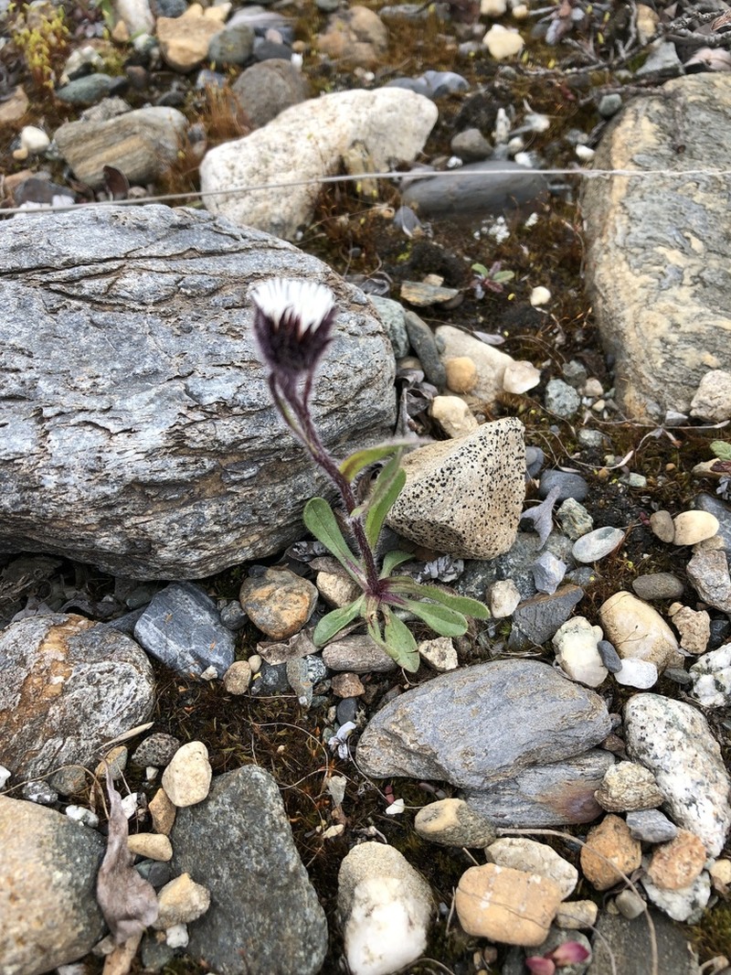 Arctic Alpine Fleabane photo 8