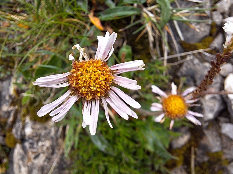 Erigeron hungaricus