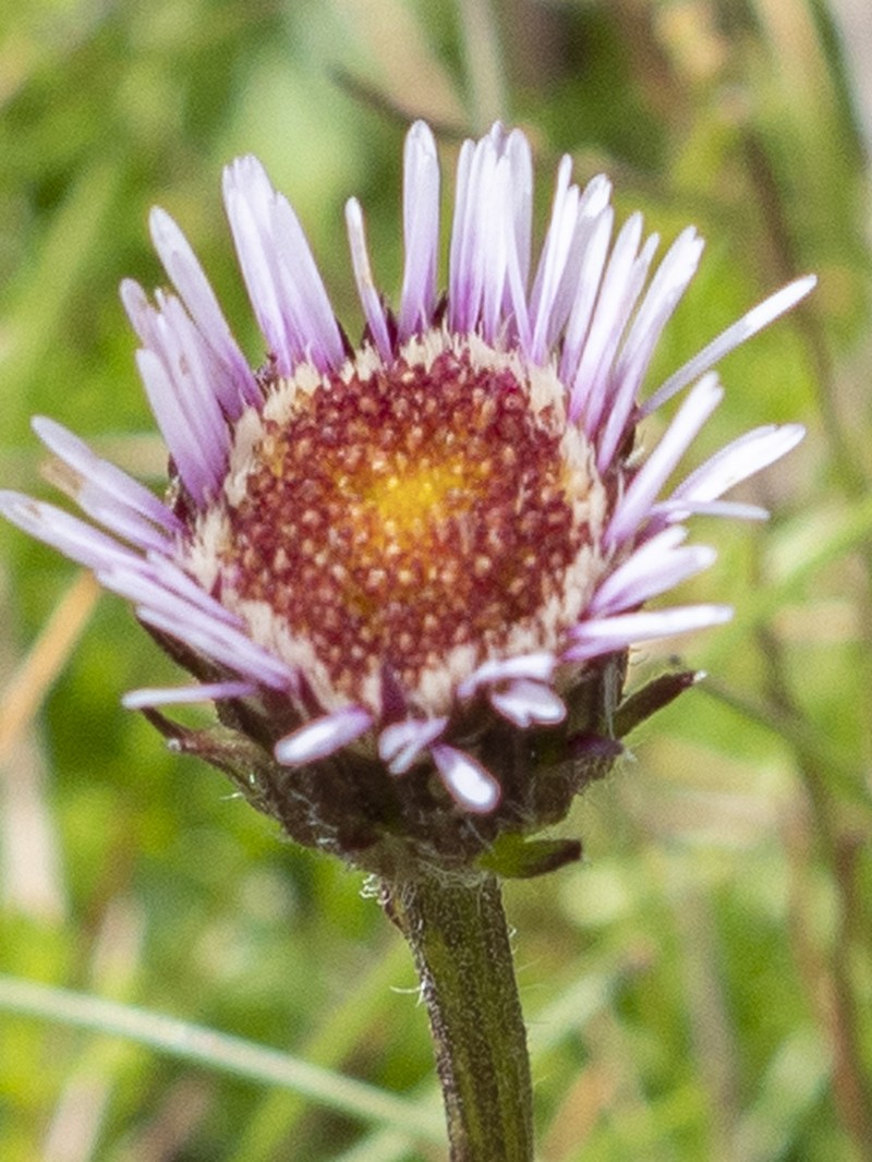 Erigeron hungaricus photo 2