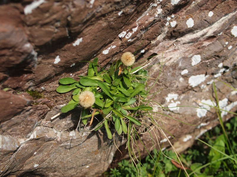 Erigeron hungaricus photo 3