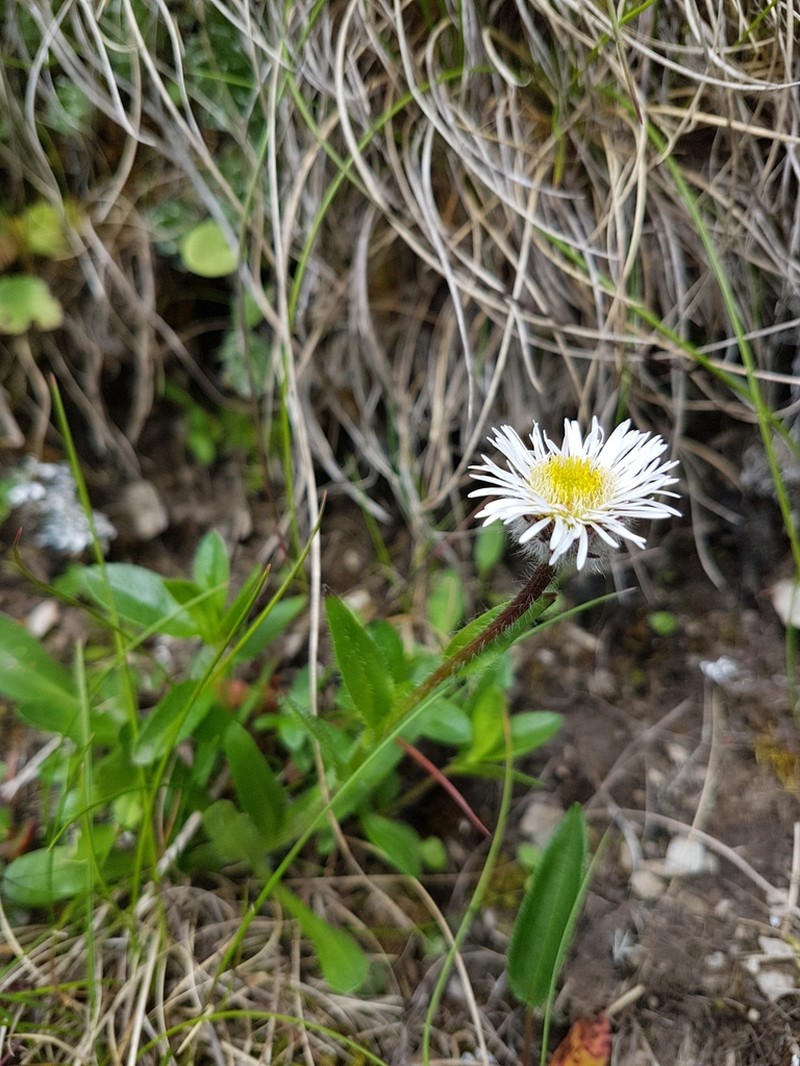 Erigeron hungaricus photo 4