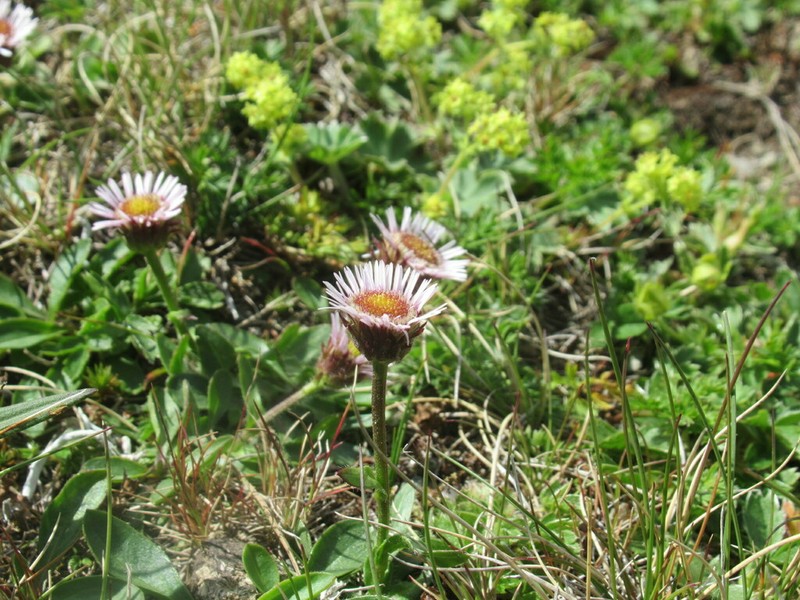 Erigeron hungaricus photo 5