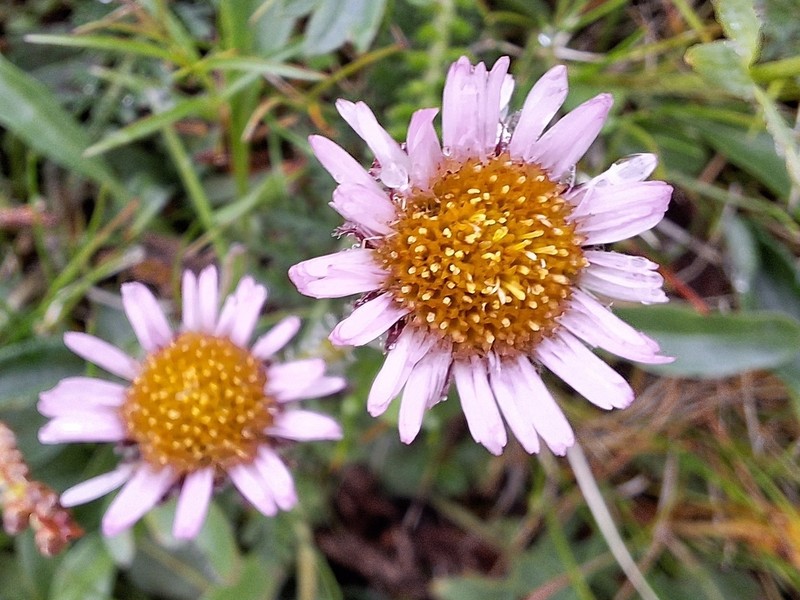 Erigeron hungaricus photo 6