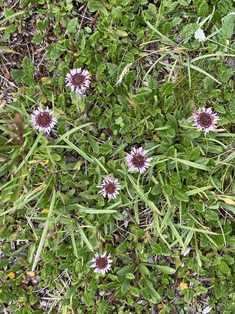 Erigeron hungaricus photo 7