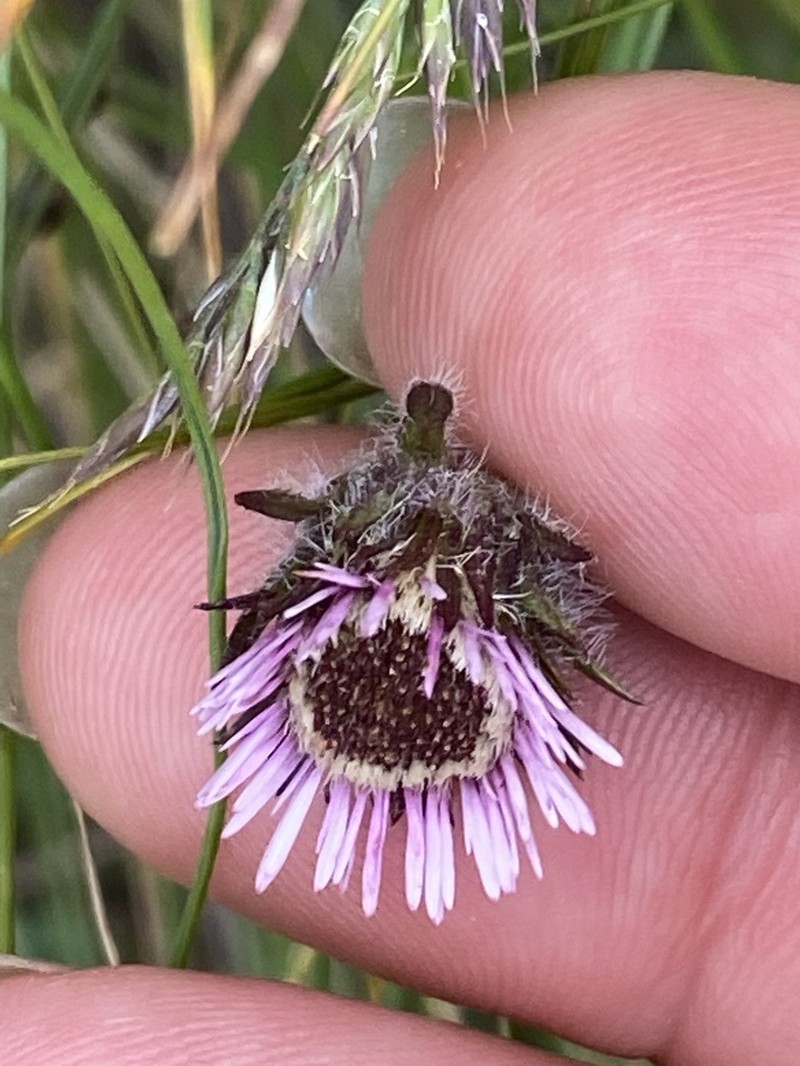 Erigeron hungaricus photo 8