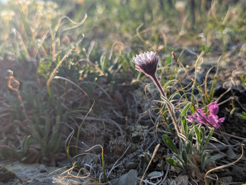 Tundra Fleabane