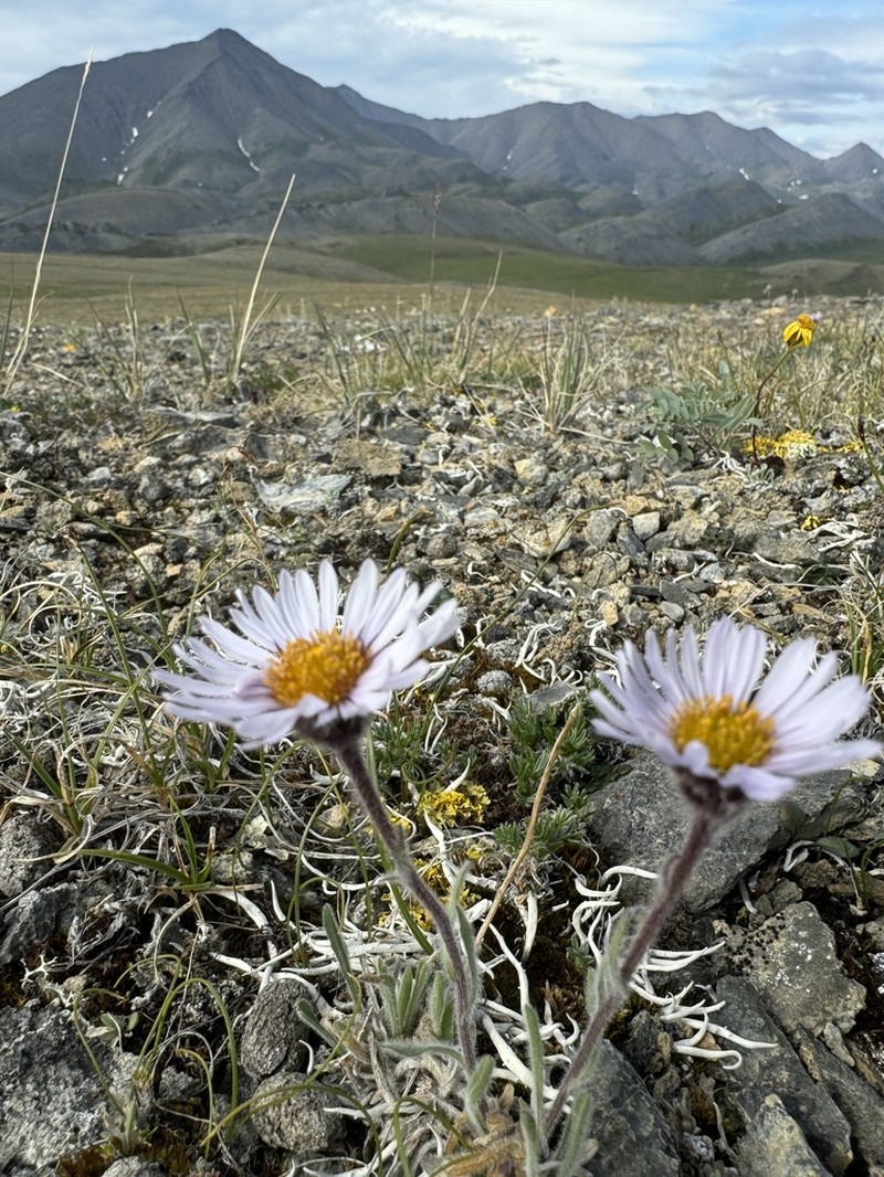Tundra Fleabane photo 2