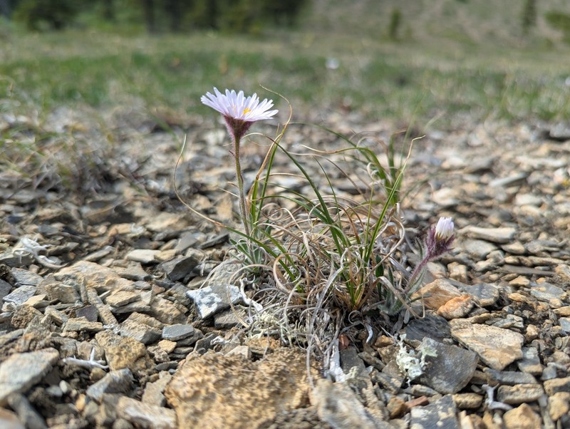 Tundra Fleabane photo 3