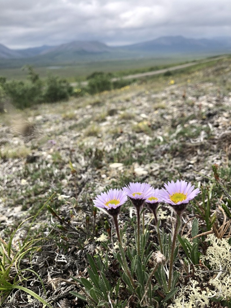 Tundra Fleabane photo 4