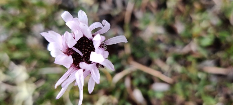 Tundra Fleabane photo 5