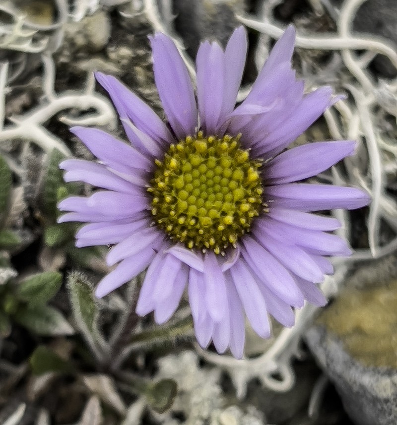 Tundra Fleabane photo 6