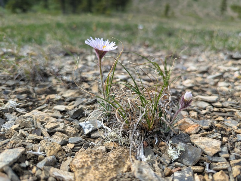Tundra Fleabane photo 7