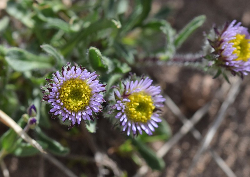 Erigeron hyrcanicus