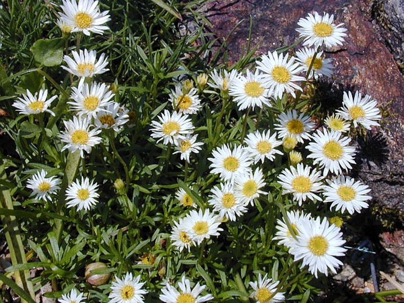 Hyssopleaf Fleabane