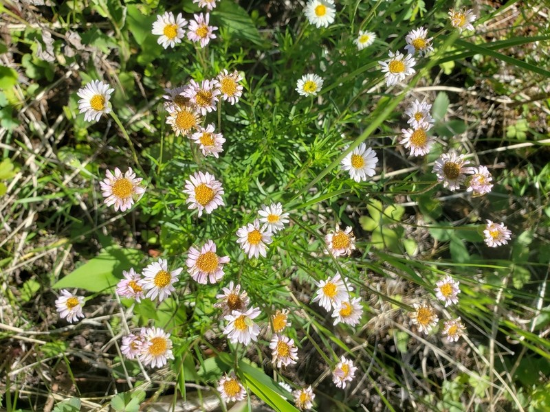 Hyssopleaf Fleabane