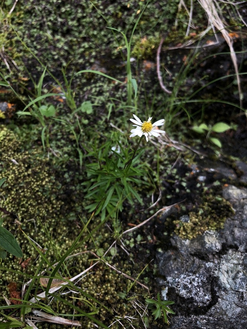 Hyssopleaf Fleabane photo 2