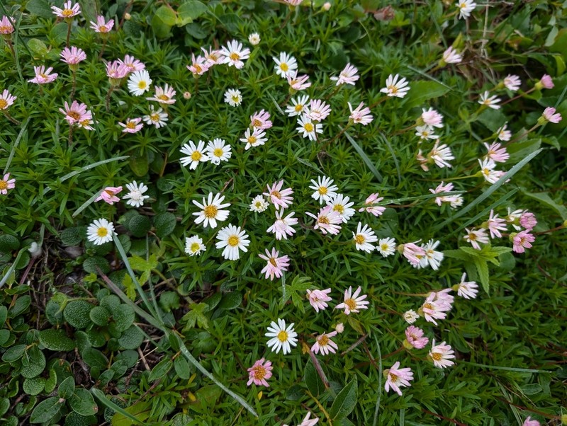 Hyssopleaf Fleabane photo 3