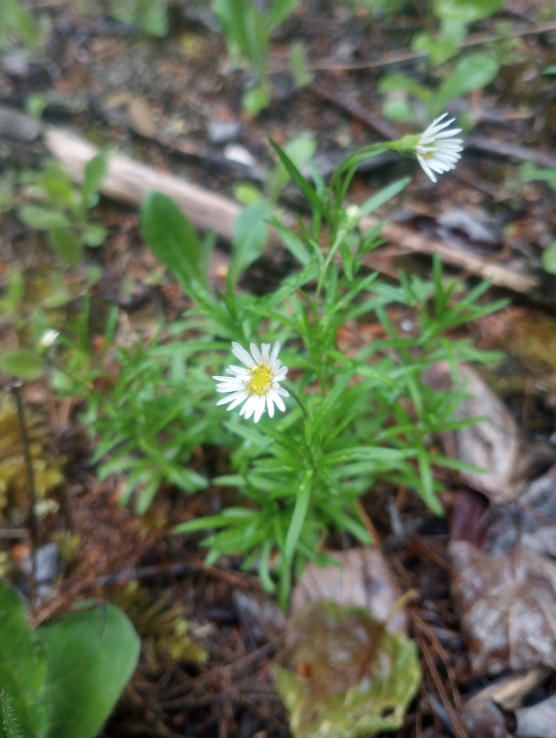 Hyssopleaf Fleabane photo 4
