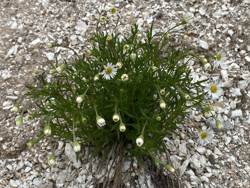 Hyssopleaf Fleabane photo 5