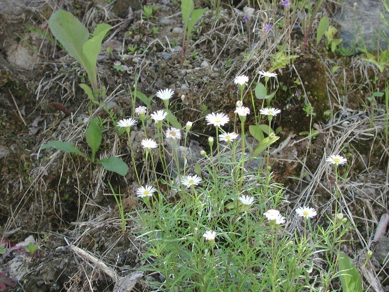 Hyssopleaf Fleabane photo 6