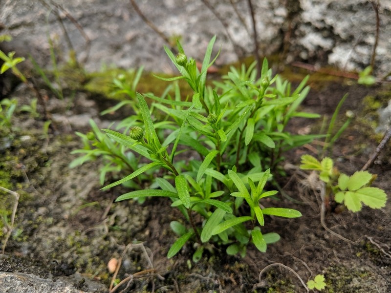 Hyssopleaf Fleabane photo 7