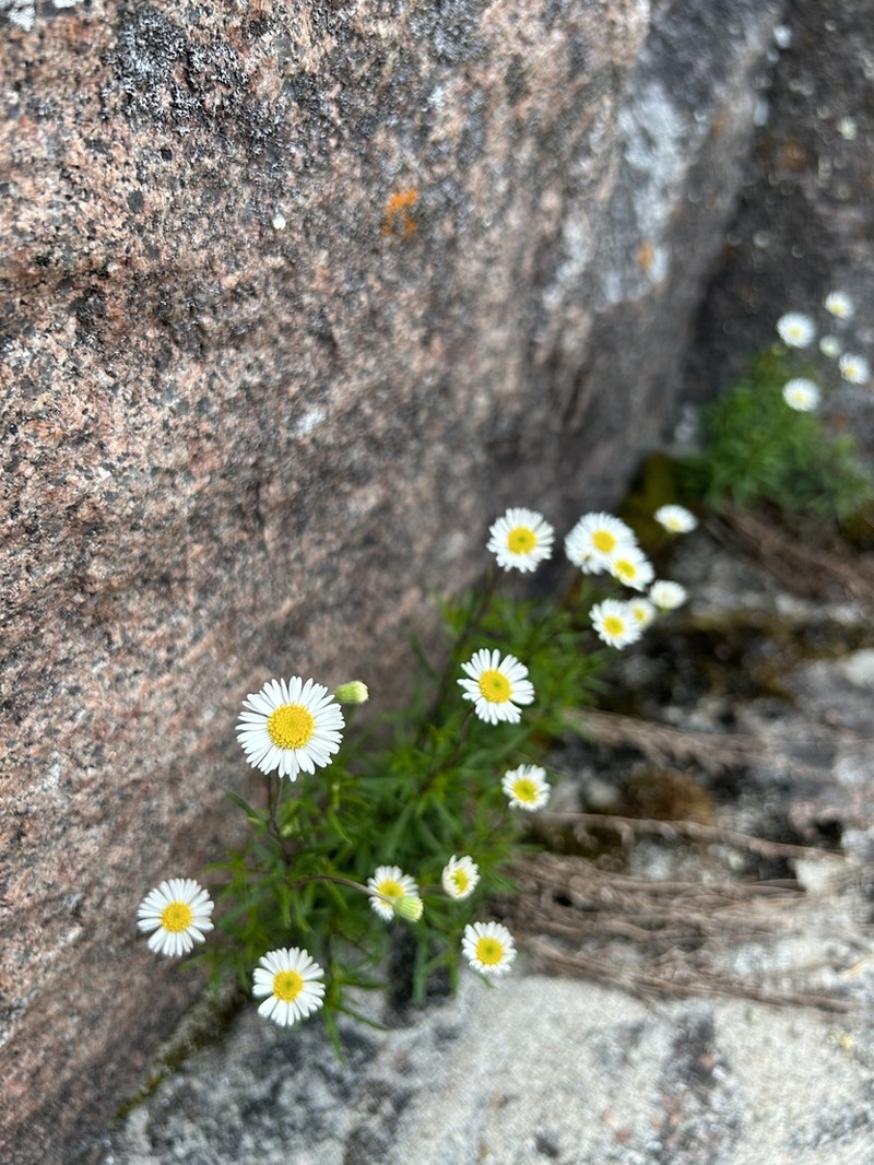 Hyssopleaf Fleabane photo 8
