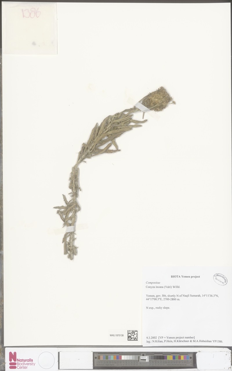 Erigeron incanus