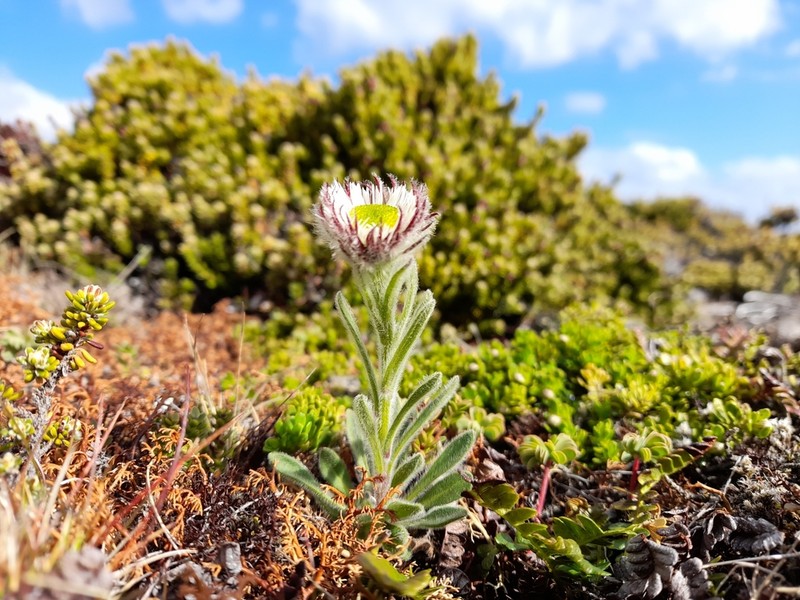 Erigeron incertus photo 2