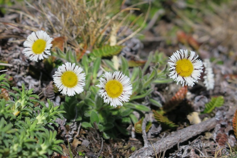 Erigeron incertus photo 3